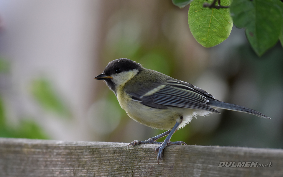 Great tit (Parus major)